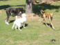 Peggy Bells Country Park - Hundespaß